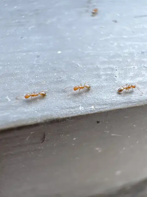 Line of tiny orange-brown sugar ants walking in a trail