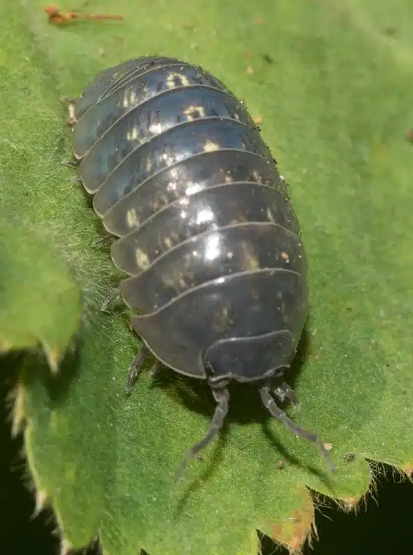 Pillbug on a green leaf showing the armored body segments that some homeowners mistake for roach nymphs