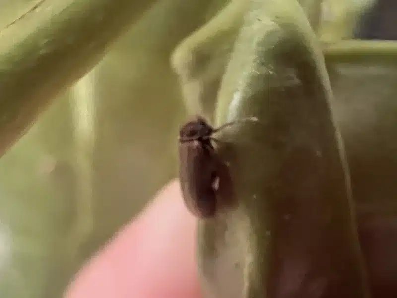 Powderpost beetle adult showing small size and body shape