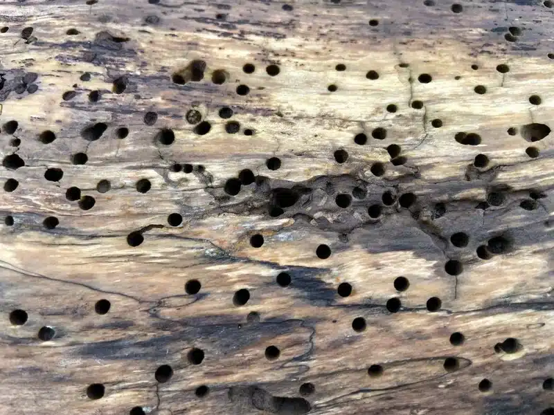Exit holes in wood from powderpost beetle infestation