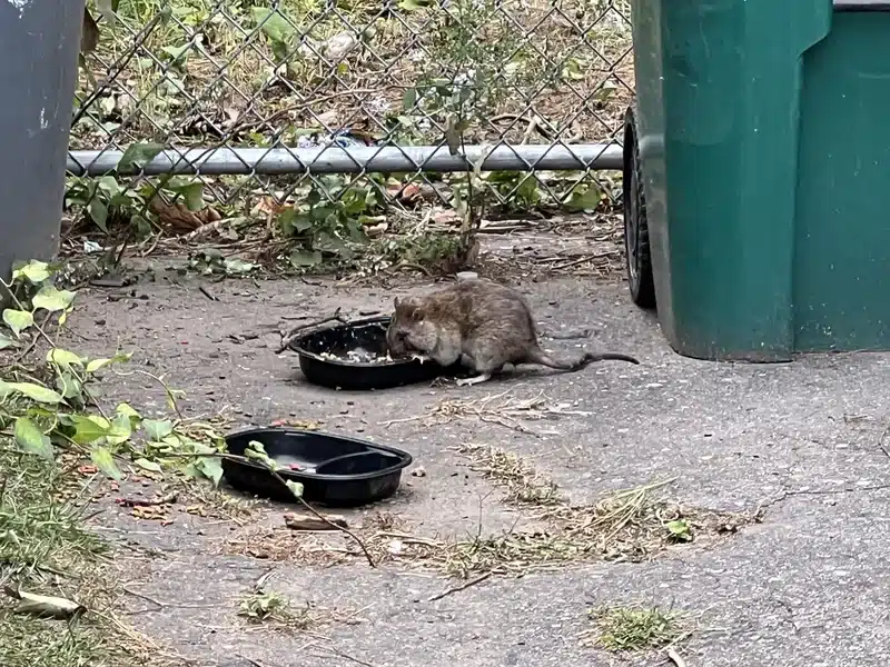 Rat foraging near outdoor trash showing how rats find food sources near homes
