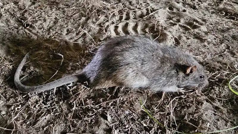 Does Baking Soda Kill Rats? The Science Explained
