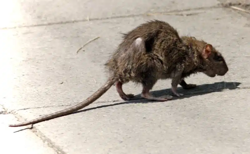 A rat walking on the sidewalk