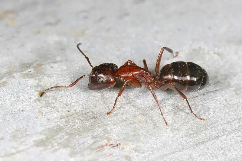 Carpenter Ant Queen: Complete Guide to Identification & Control