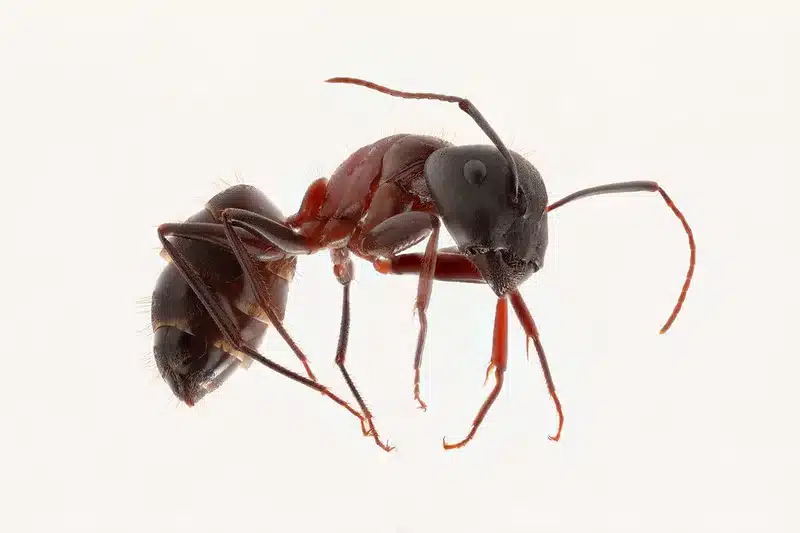 Using Borax for Ants: Effective DIY Methods to Kill Ants