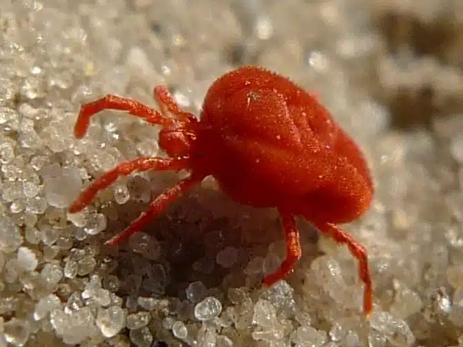 Close-up of a red mite showing body detail