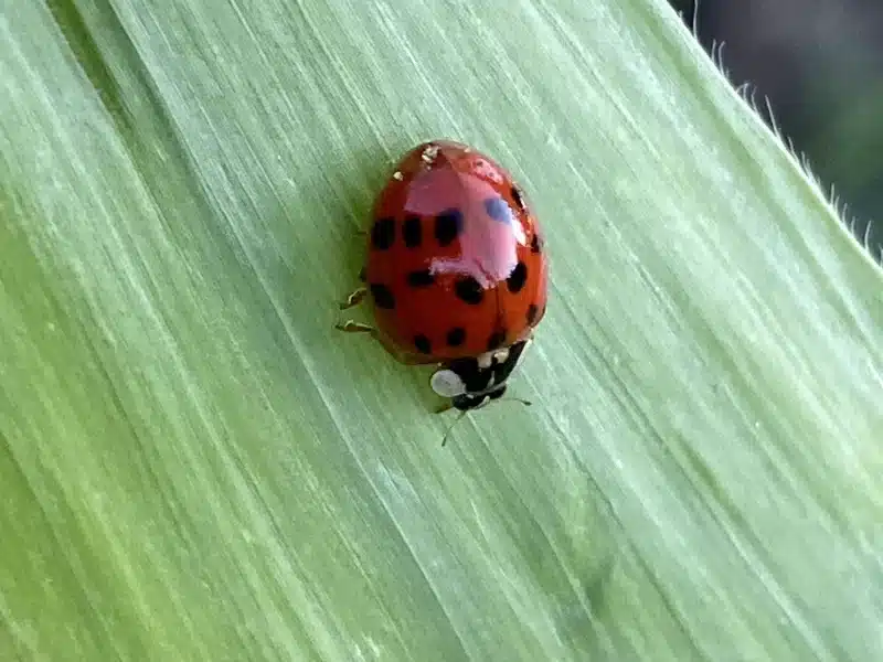 Red ladybug with black spots on a green leaf