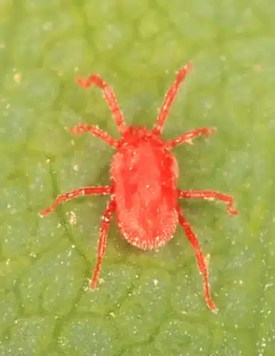 Red mite on a leaf surface