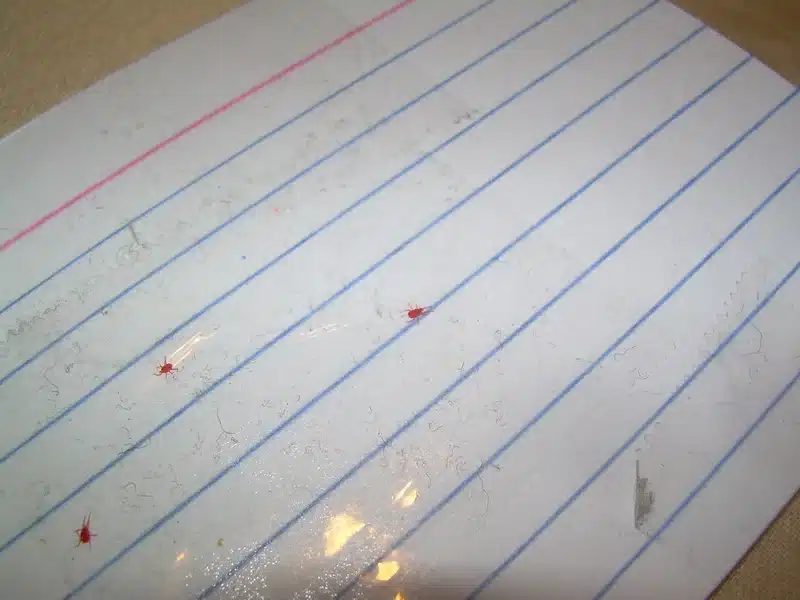 Red clover mites scattered on notebook paper showing tiny size