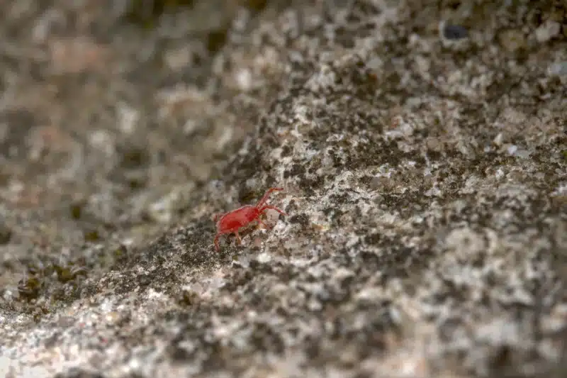 Red velvet mite on rock surface showing fuzzy velvety texture