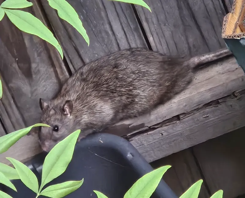Roof rat up on a wooden beam above the ground, its long tail stretched out behind it