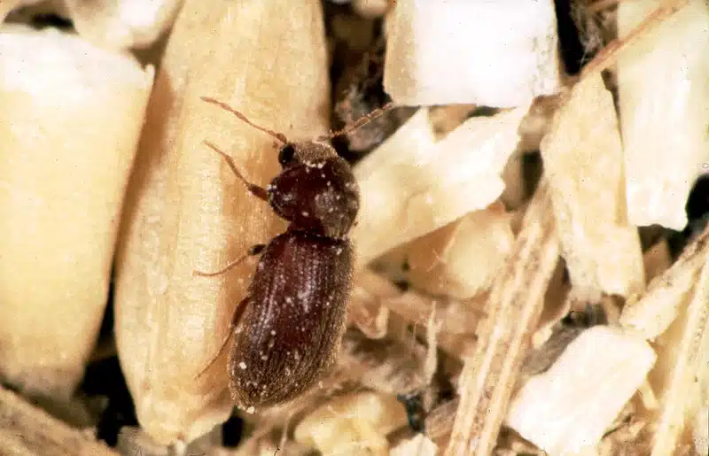Pantry beetle on grain showing food contamination