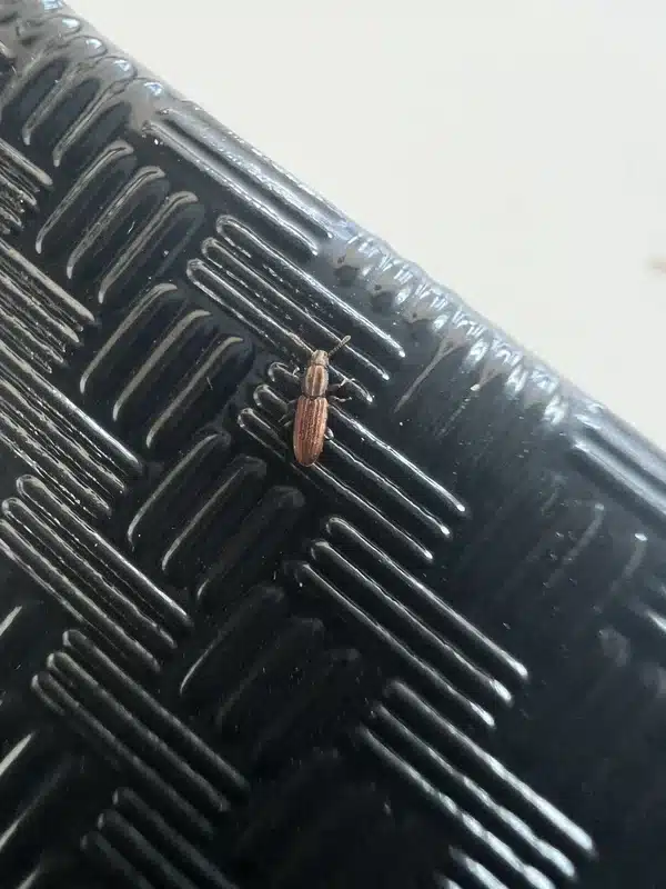Sawtoothed grain beetle found on a plastic pantry storage container