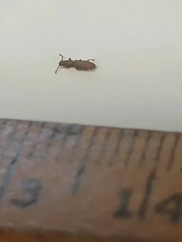 Sawtoothed grain beetle next to a ruler showing 2-3mm body length