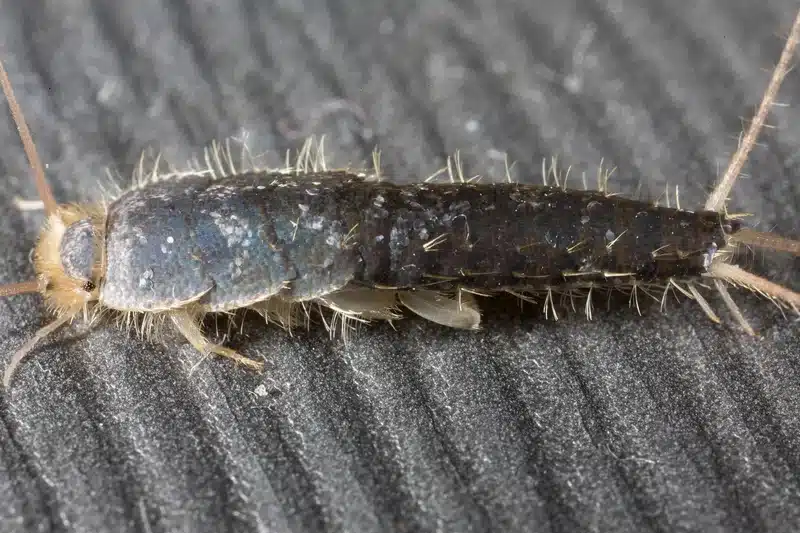 Silverfish close-up on a surface showing scales and body detail