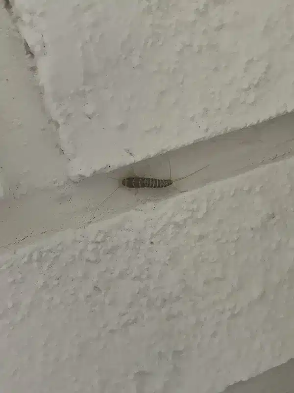 Silverfish hiding in a wall crack showing typical hiding spot