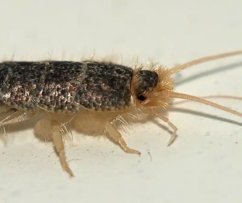 Silverfish in Bathroom: Identification, Damage & Prevention