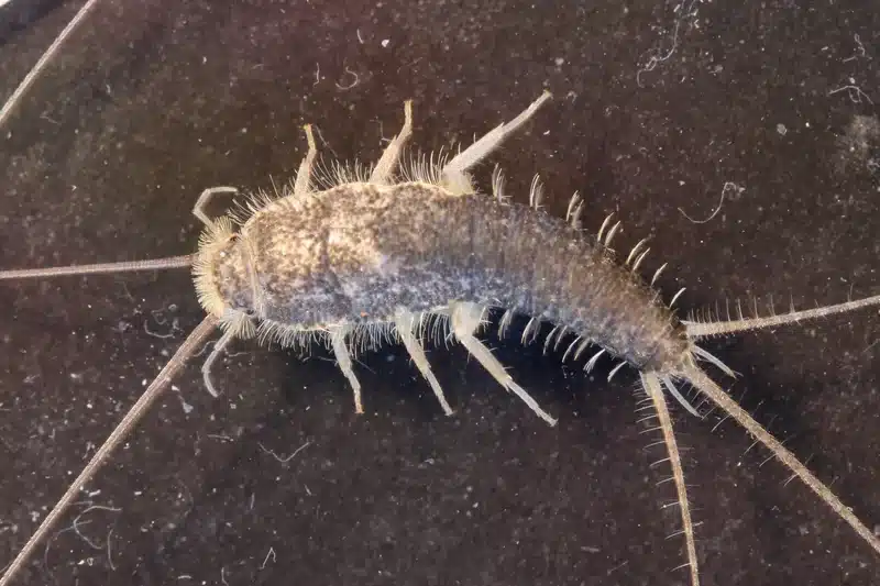 Close-up of silverfish showing metallic silver scales and tapered body