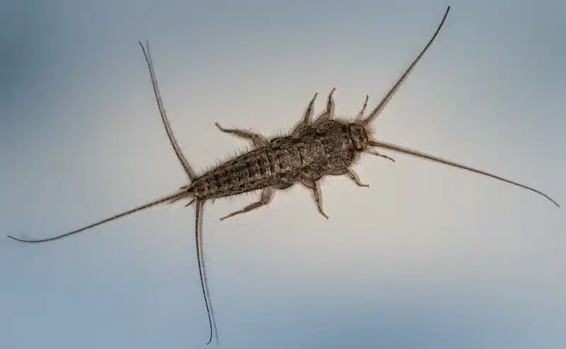 Silverfish insect on white surface showing body shape and three tail appendages