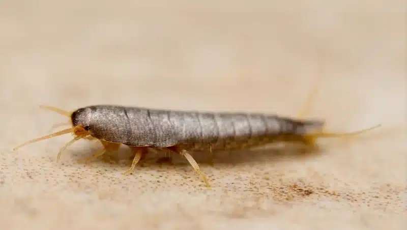 Macro shot of silverfish showing fine body scales and metallic look