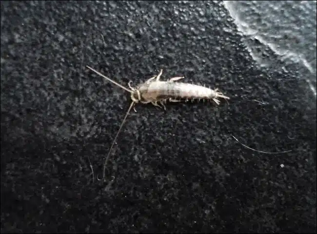 Silverfish on a dark surface making its body shape clearly visible