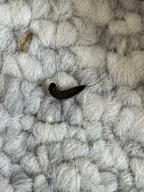 Silverfish on carpet showing potential for fabric damage