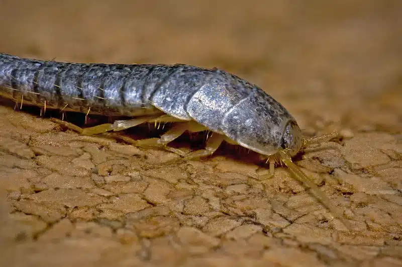Close-up of silverfish on a cracked surface showing body detail