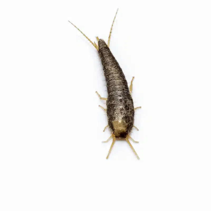 Silverfish on white background for clear identification view
