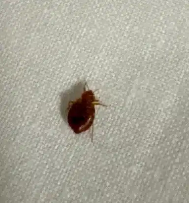 Single bed bug on white fabric showing flat oval body