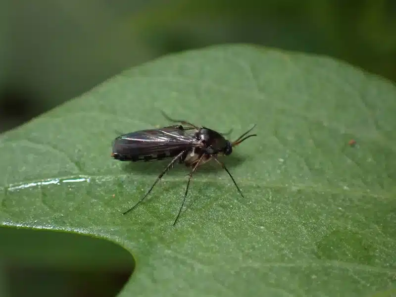 Fungus gnat on a green leaf showing its slender mosquito-like body
