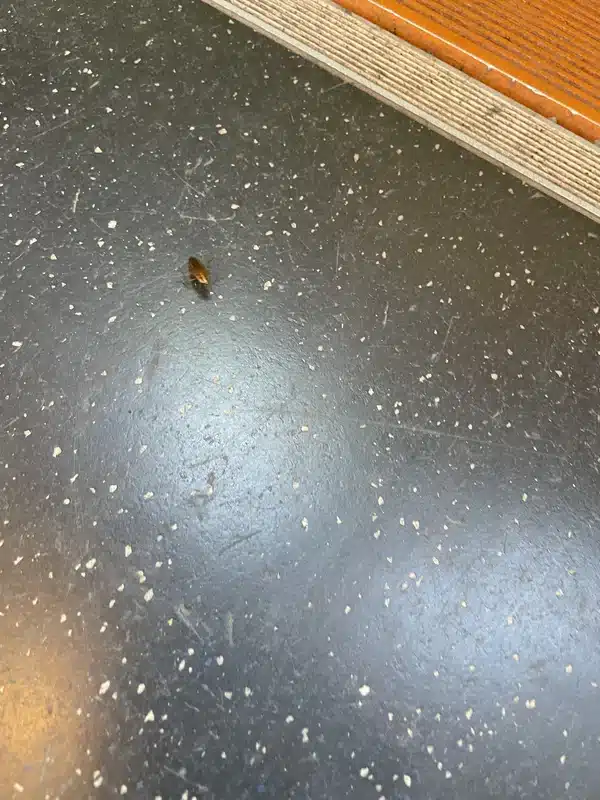 Small cockroach found near a door threshold showing a common entry area