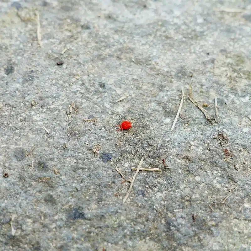 Small red clover mite on concrete surface near foundation