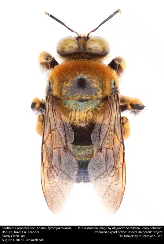 Southern carpenter bee close-up showing body features for identification