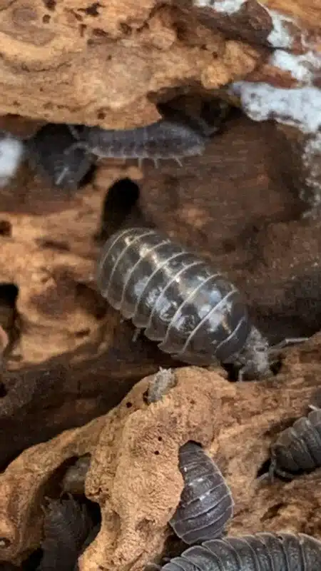 Sow bug on decaying wood showing its natural habitat and flat body shape