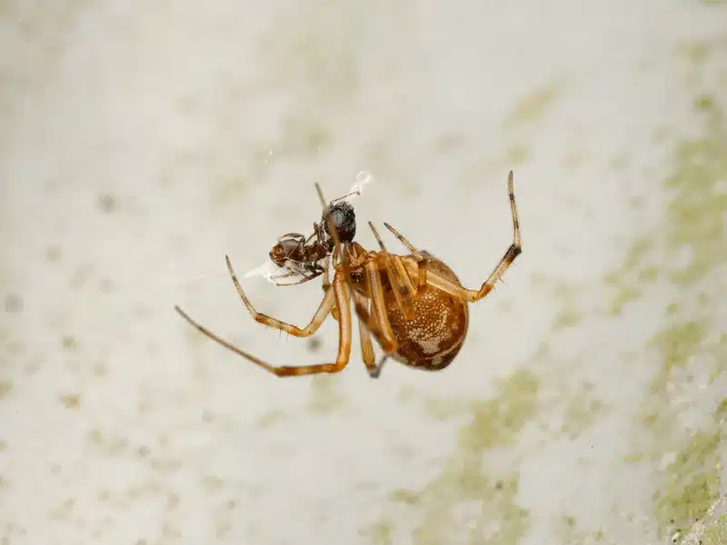 House spider in web feeding on caught insect