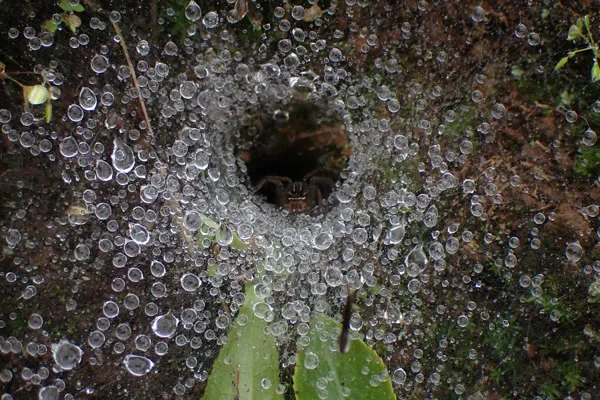 Funnel web with dew drops in garden