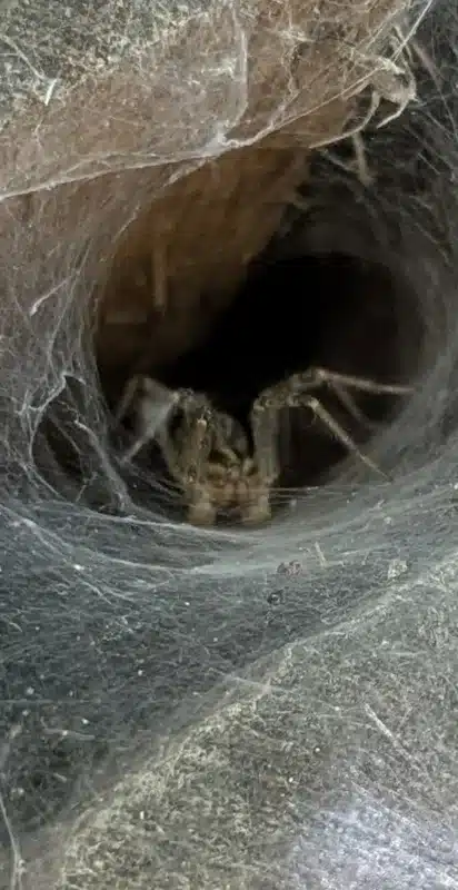 Spider sitting in a funnel-shaped web waiting for prey