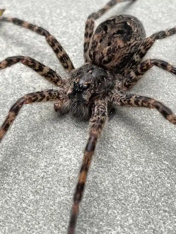 Fishing Spider vs Wolf Spider: A Complete Comparison Guide