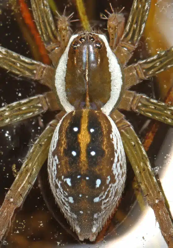 Close-up of a spider
