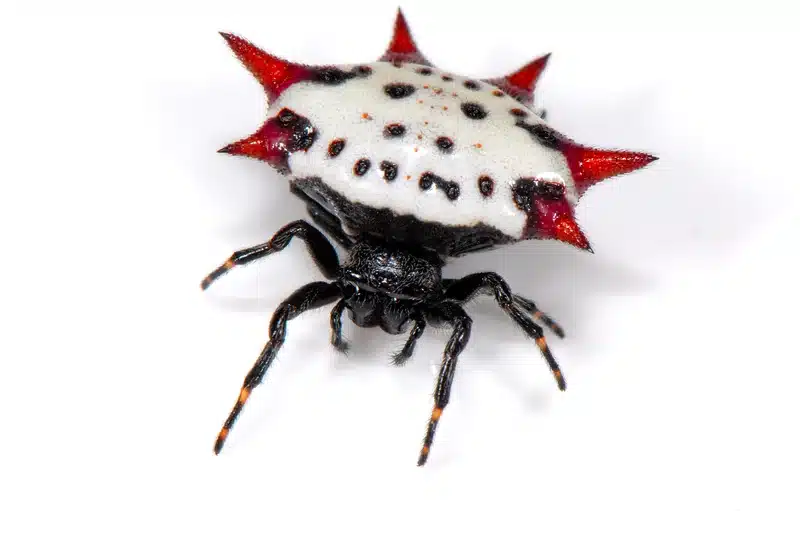 Spiny orb-weaver spider