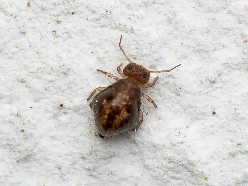 Springtail viewed from above showing elongated body shape