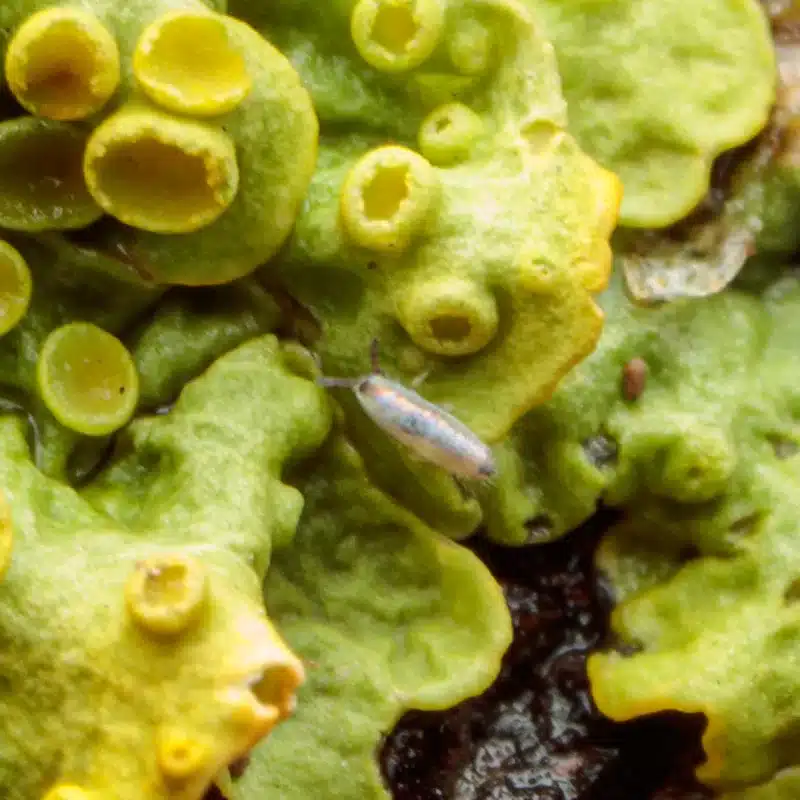 Bugs That Jump: How to Identify & Prevent Infestations