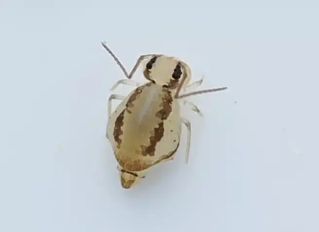 Springtail showing furcula tail-like jumping mechanism underneath body