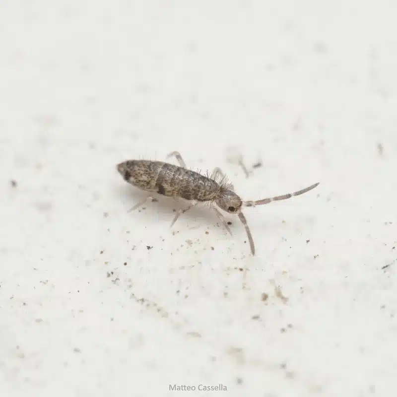 Springtails in Bathroom: Tiny Bugs That Signal Moisture Issues