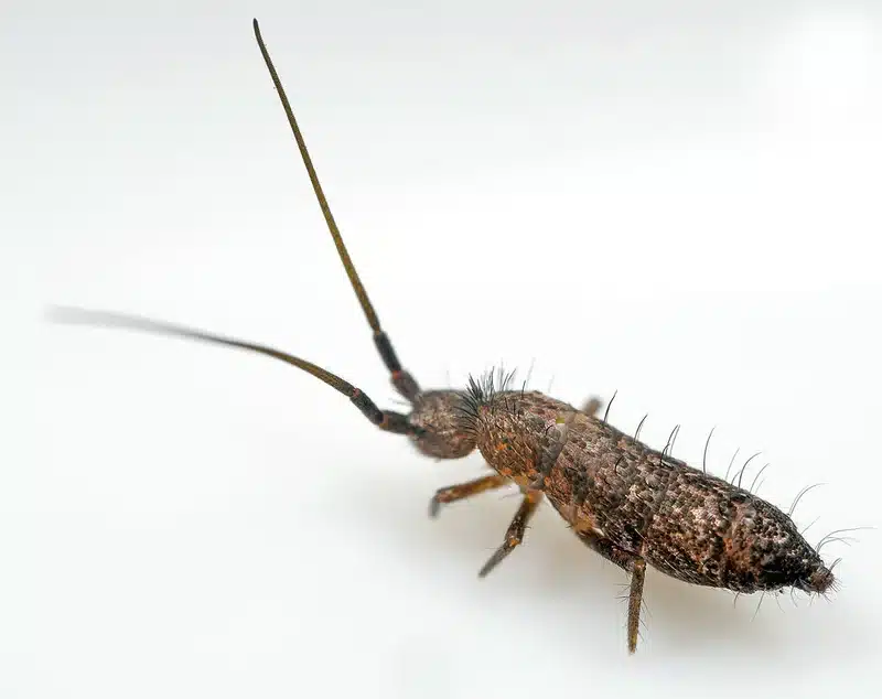Close-up of a springtail showing its body structure and furcula jumping organ