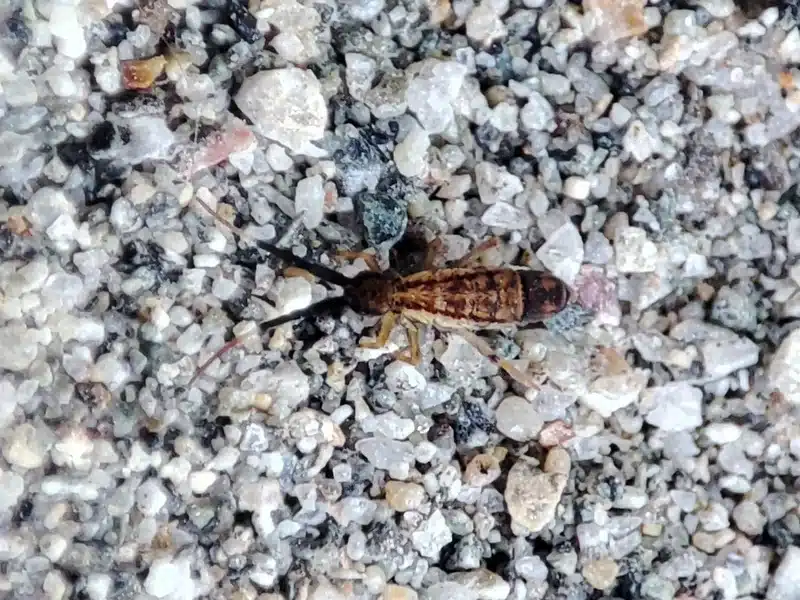 Springtail in its natural outdoor habitat on soil