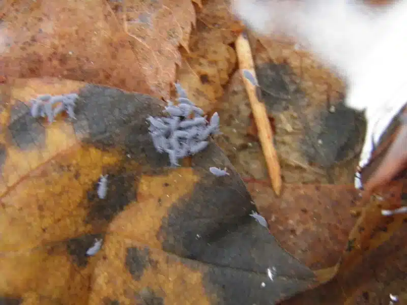 Cluster of springtails on damp organic matter