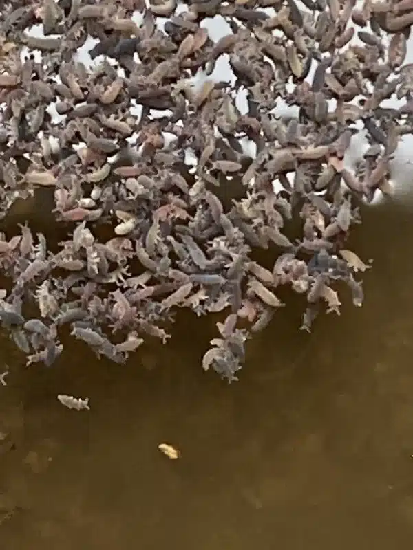 Springtails gathered in their natural moist habitat near water