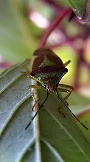 Brown marmorated stink bug on a leaf showing shield shape