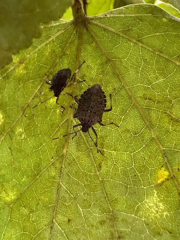 Stink bugs on a green leaf in their natural outdoor habitat